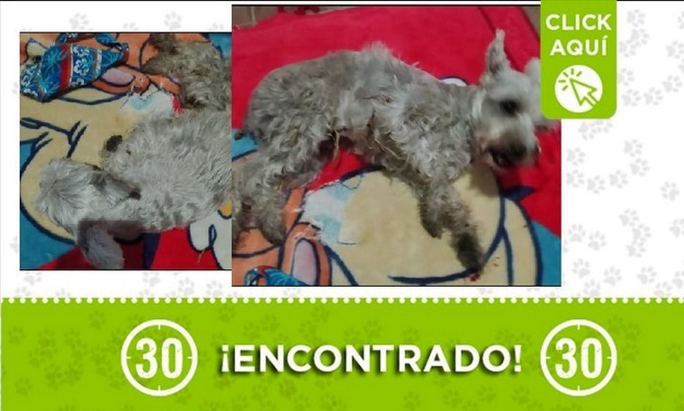 Perrito encontrado