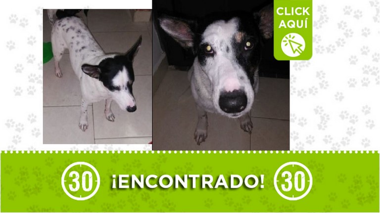Perrito encontrado, busca a sus dueños o un hogar