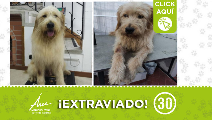 "Mono" se extravió Santa Elena