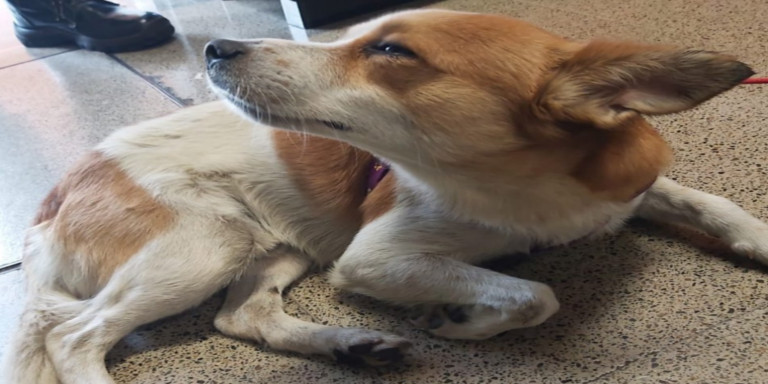 "Manchitas" hizo correr a los del Metro de Medellín por más de dos horas, pero lo rescataron