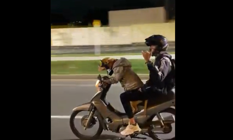 EN VIDEO: ¿Piensa que ya lo vio todo? Pues vea a este perro manejando una moto por Envigado 1 perro en una moto