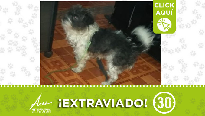 "Emilio" se extravió en El Estadio ¿Lo ha visto?