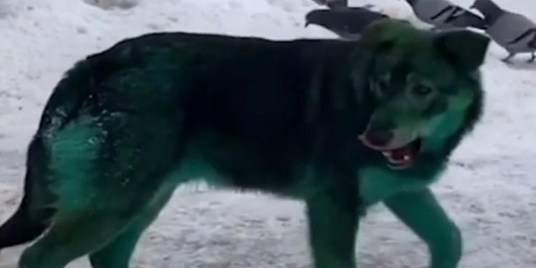 ¿Alien? Perros de color verde sorprenden a una comunidad en Rusia