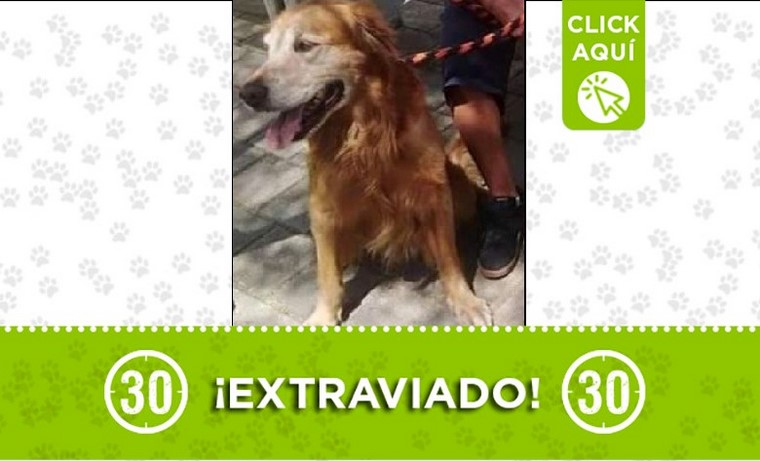 'Simón' se perdió por Castilla y sus dueños lo buscan, ¿lo ha visto? 1 simón perdido