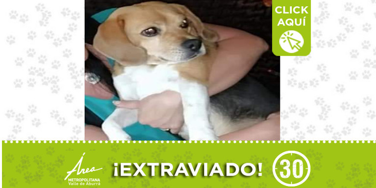 ¿Lo ha visto? "Toby" se extravió en Pedregal