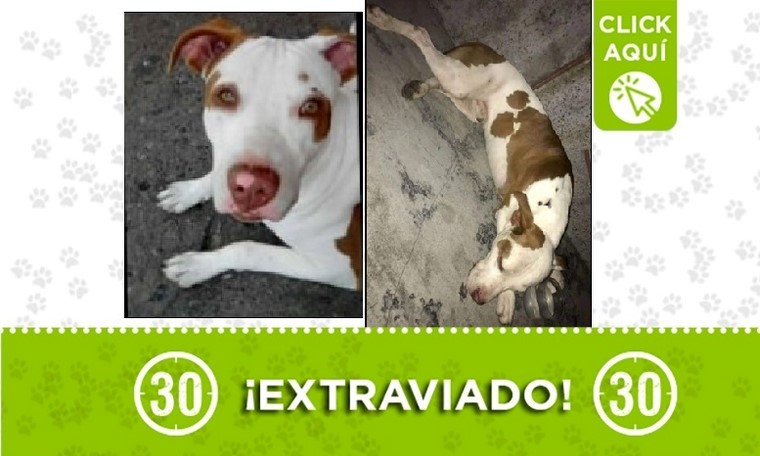 Tayzon perdido