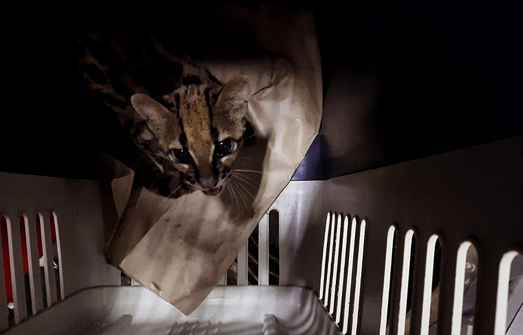 Así fue el rescate de una tigrilla lanuda atrapada en la bodega de una empresa en Itagüí