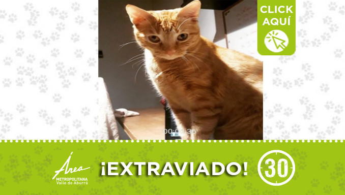 Ayudemos a encontrar a "Titán", se extravió en Envigado