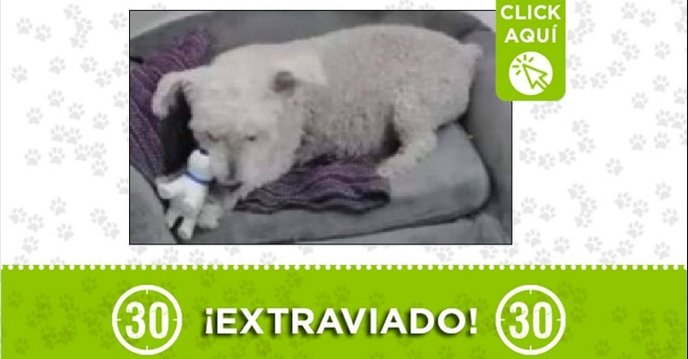 Toby perdido en Pradera Baja