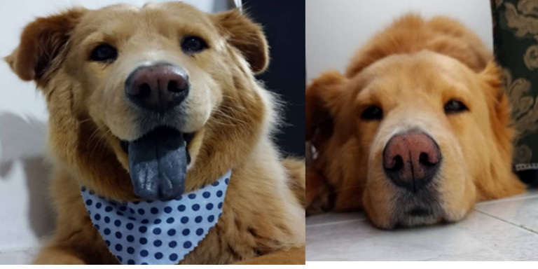 ¡No soportó la anestesia! Murió “Toby” el perrito al que le iban a implantar un marcapasos