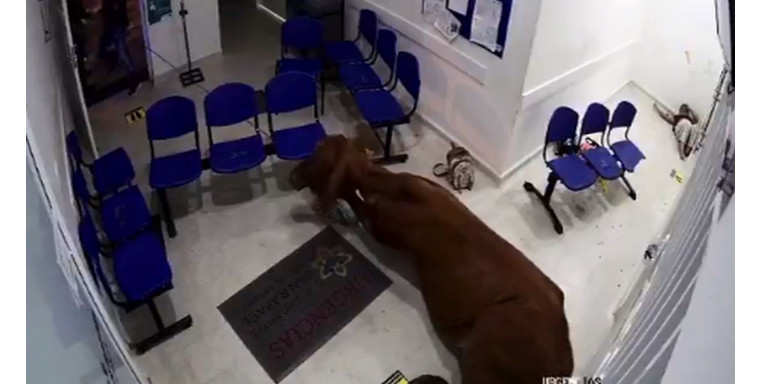 Video: ¡Muy ‘confianzudita’! Una vaca ingresó a la sala de urgencias de un hospital en San Luis, Antioquia