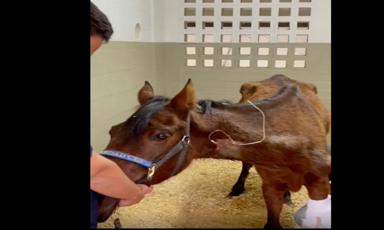 Video: ¡Rechazo total! Un caso se maltrato animal se dio en La Estrella, una yegua fue encontrad