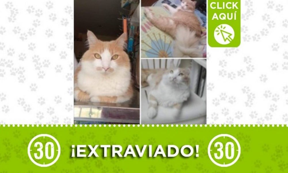 “Matías” se perdió en el barrio Cabañitas