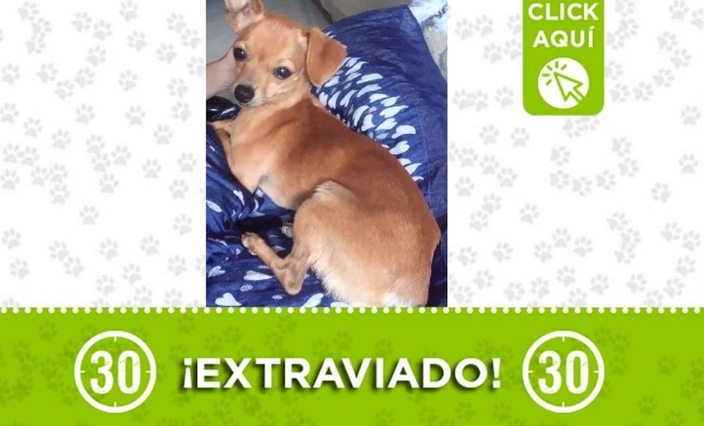 "Coki" se perdió en Robledo Santa María 1 coki