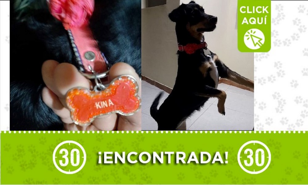 Perrita encontrada