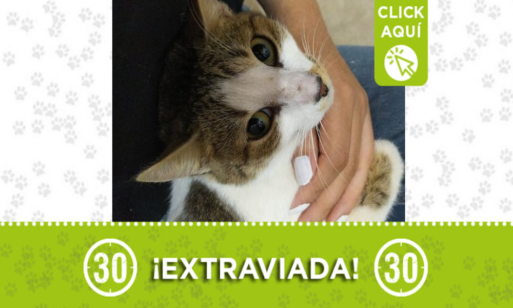 ¿La Ha visto? "Sarabi" se extravió en Niquía