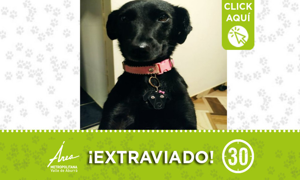 Buscan a "Sombra" se extravió en Itagüí