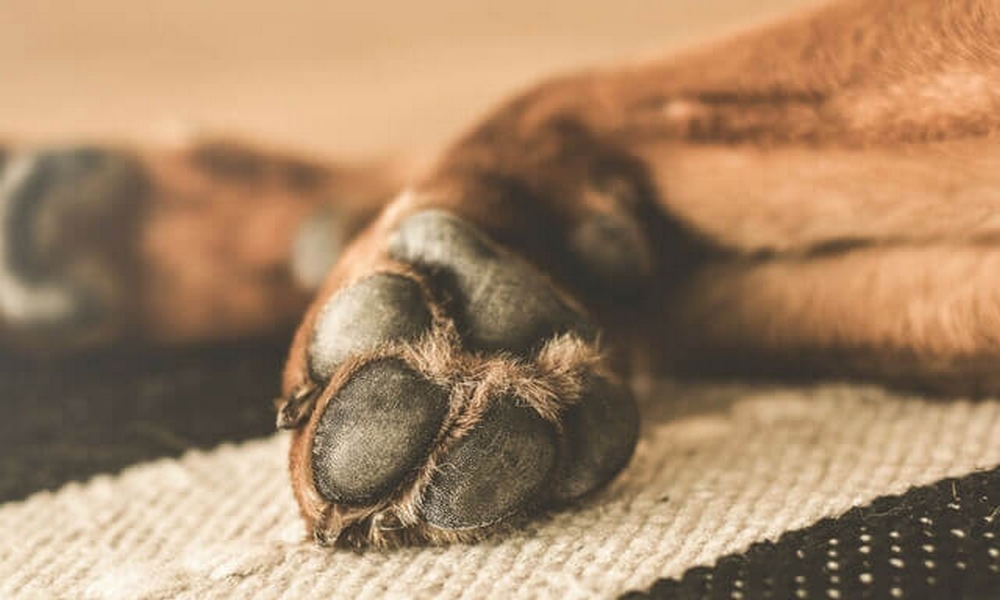 En Florida, un “desalmado” no soportó los ladridos de un perro y lo cogió a bala