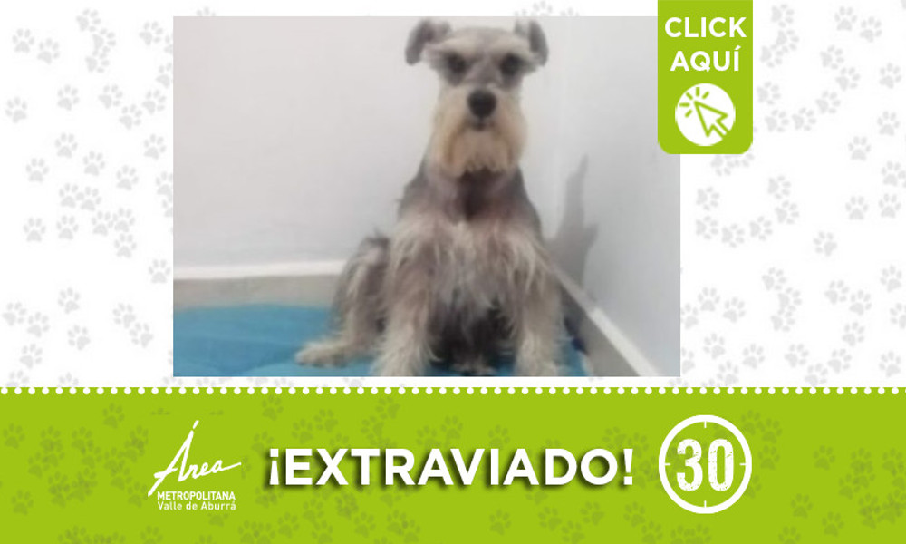 Buscan a "Rocky" en Robledo ¿Lo ha visto? 1 Buscan a "Rocky" en Robledo ¿Lo ha vito?