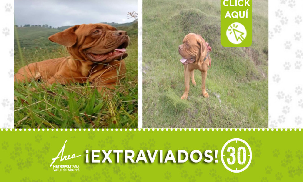 "Yin" y "Ton" se extraviaron en Caldas, Antioquia ¿Los ha visto?