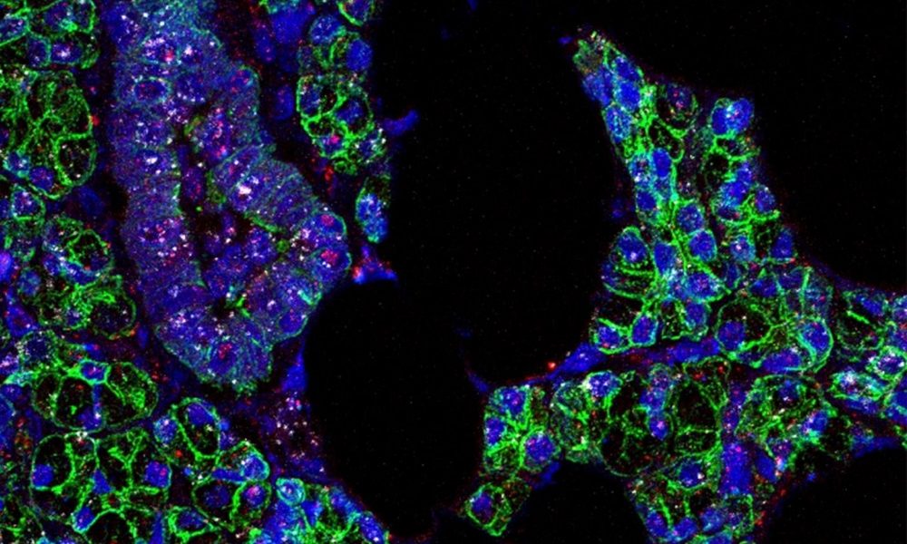 ¡Inicialmente en ratones! Un fármaco puede volver al virus de la covid contra sí mismo