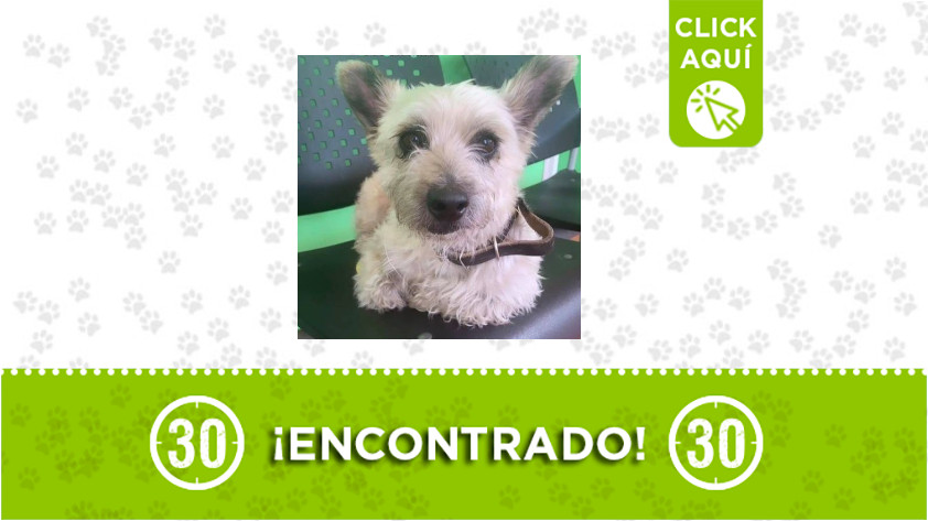 Este perrito fue encontrado entre La Estrella y la variante de Caldas ¿Lo reconoce? 1 La Estrella