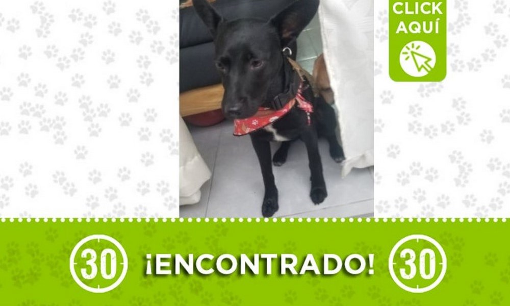 Buscan a los dueños de este perrito en Robledo