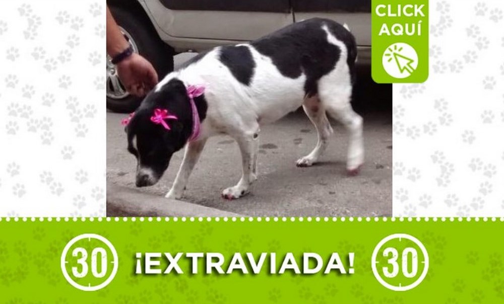 Esta perrita se perdió en el barrio Las Palmas 1 perrita perdida