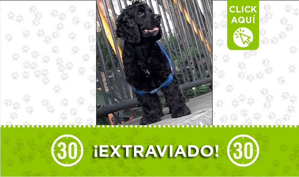 'Lukas' se perdió por Calasanz, ¿lo ha visto? 1 Lukas perdido