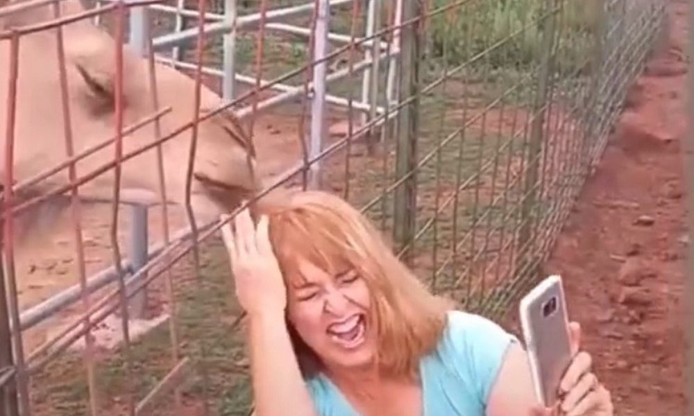 VIDEO. Le arrancó el pelo de una mordida, mujer termina mechoneada tras tomarse selfie con un camello