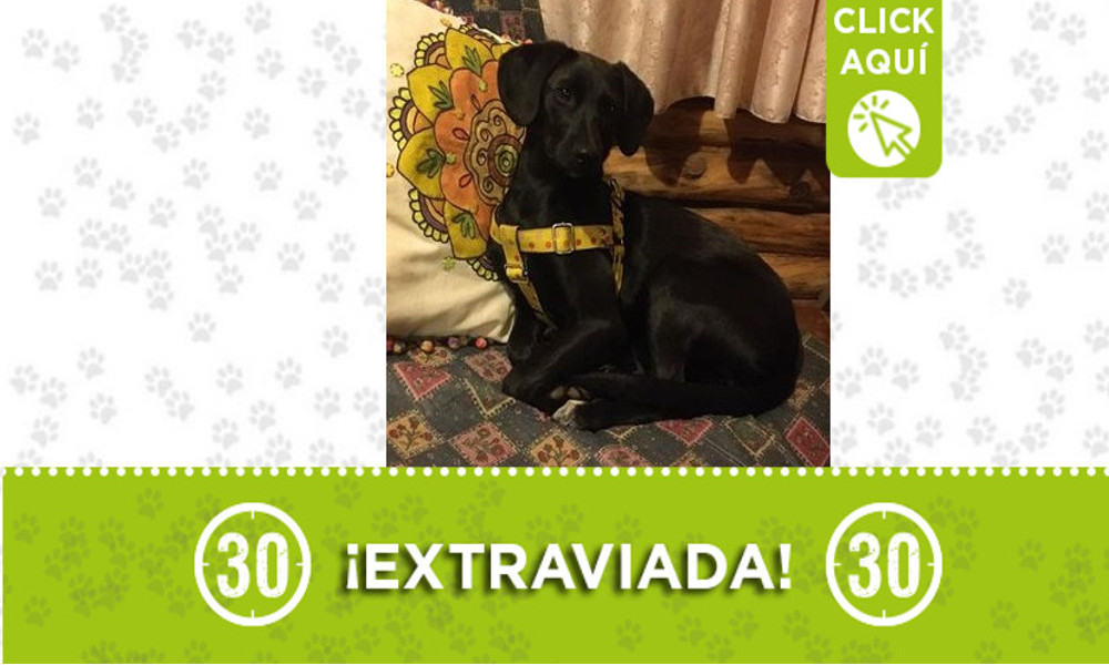 "Daia" se extravió, la buscan en Santa Elena "Daia" se extravió, la buscan en Santa Elena