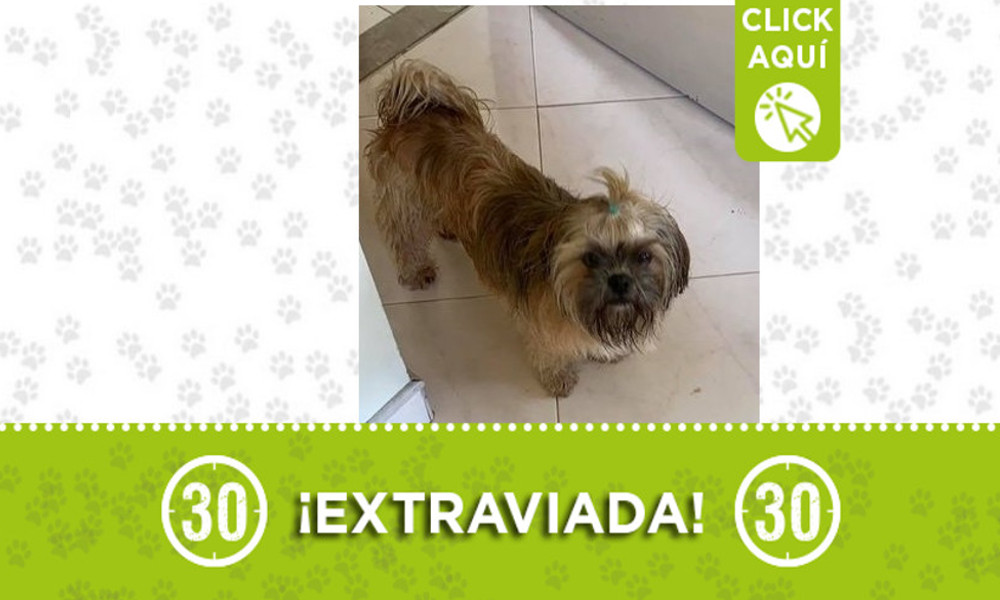 "Juana" se extravió en La Palmas ¿La ha visto?