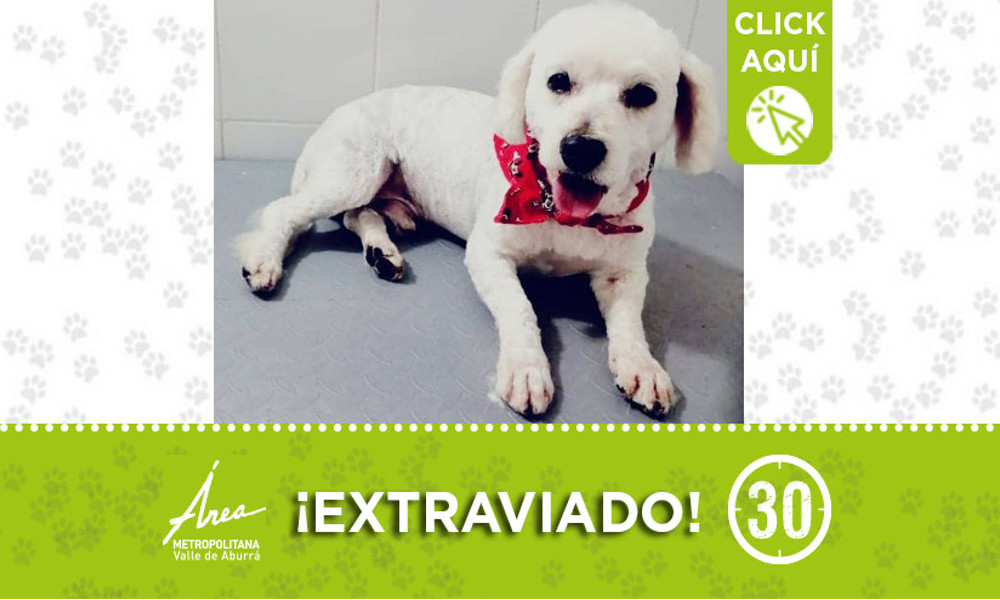 Buscan a "Dante", se extravió en Floresta ¿Lo ha visto? 5 Buscan a "Dante", se extravió en Floresta ¿Lo ha visto?
