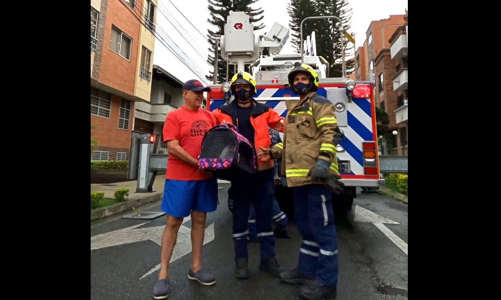 ¡Qué ternura! Bomberos de Medellín rescataron una gatico que estaba atrapado en la parte alta de un árbol