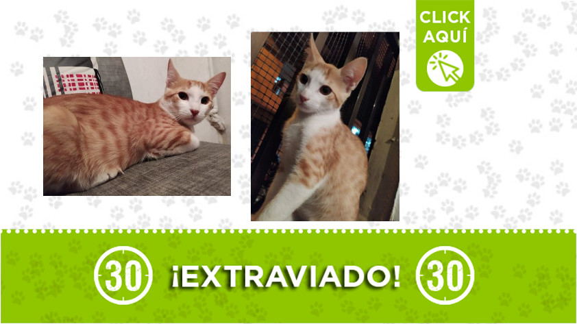 ¿Ha visto a 'Grey'? Se extravió en el barrio Las Margaritas, en Caldas Antioquia 1 Grey