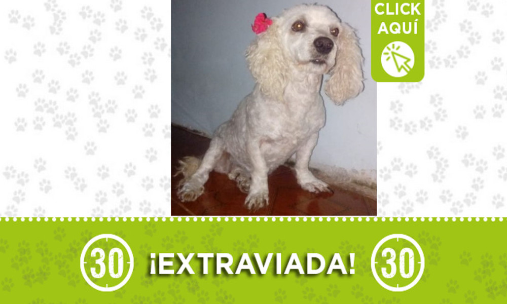 "Motas" se extravió en Acevedo ¿La ha visto?