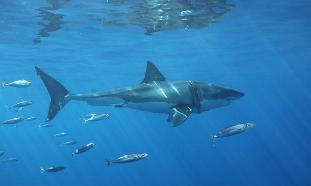 Tiburón atacó a niño de 9 años en Miami Beach, salió del mar sin un pedazo de piel