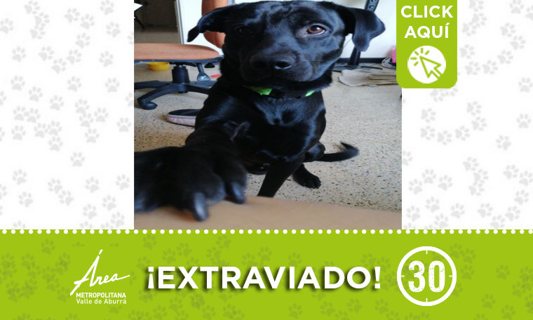 ¿Lo ha visto? " Zeus" se extravió en Bicentenario