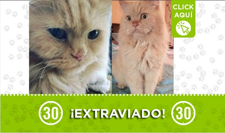 'Apolo' se perdió en Belén Alameda y sus dueños lo buscan, ¿lo ha visto? 1 Apolo perdido