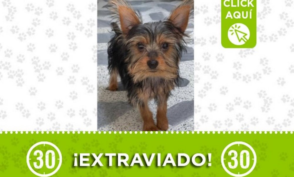 Este perrito se perdió en Aranjuez 1 aranjuez perro 1