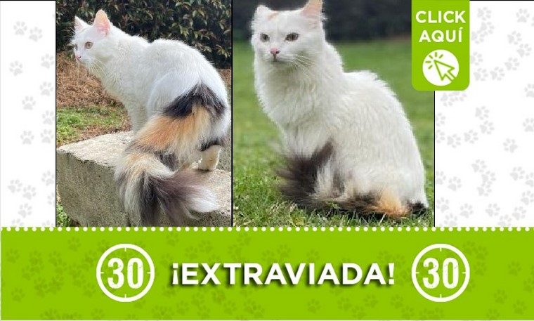 'Avril' se perdió en la vereda San Ignacio de Santa Elena, ¿la ha visto? 1 Avril perdida
