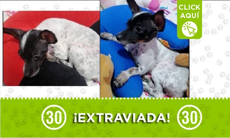 Buscan a 'Barbi' que se perdió en San Diego, ¿la ha visto? 1 Barbi perdida