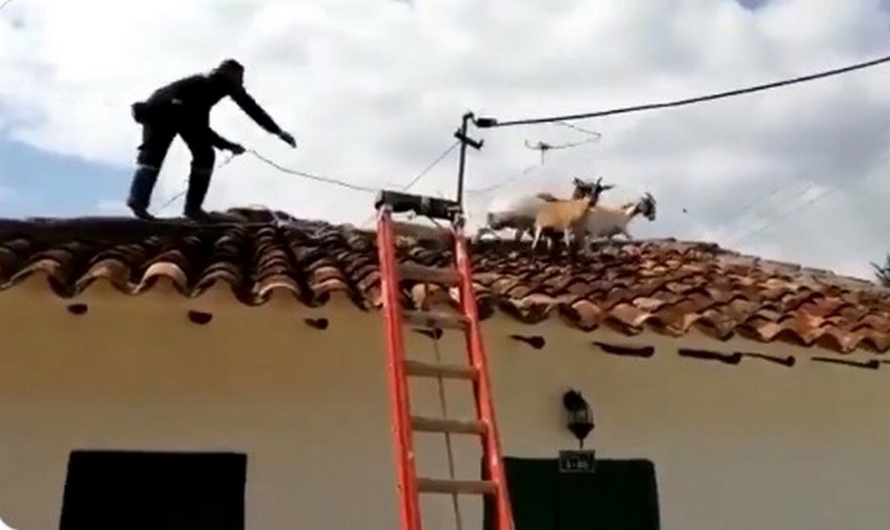 VIDEO. ¿Cómo llegaron? ‘Sufrido’ rescate de cabras que caminaban por el techo de una casa