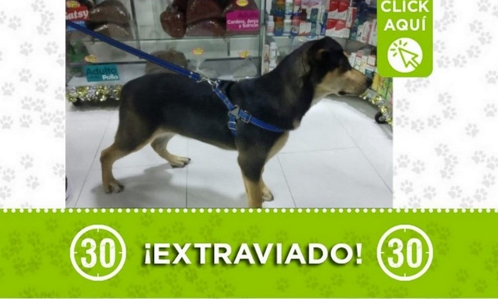 ¿Lo ha visto? Buscan a "Coco" en Aranjuez 1 coco aranjuez