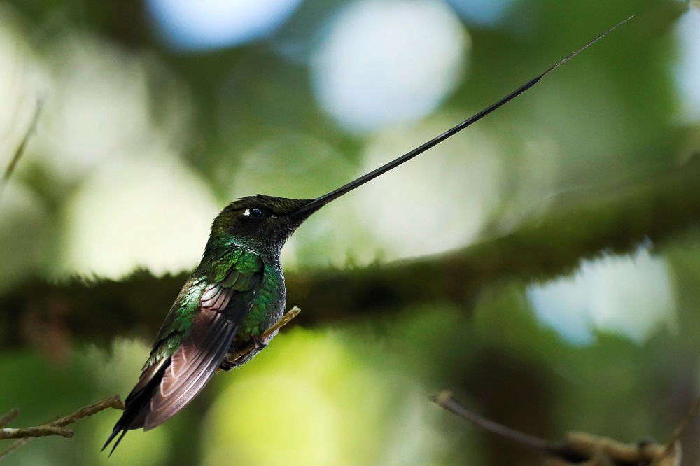 Monserrate, un rincón de Bogotá donde los colibríes trinan más fuerte 2 colibries en cerro monserrate 1
