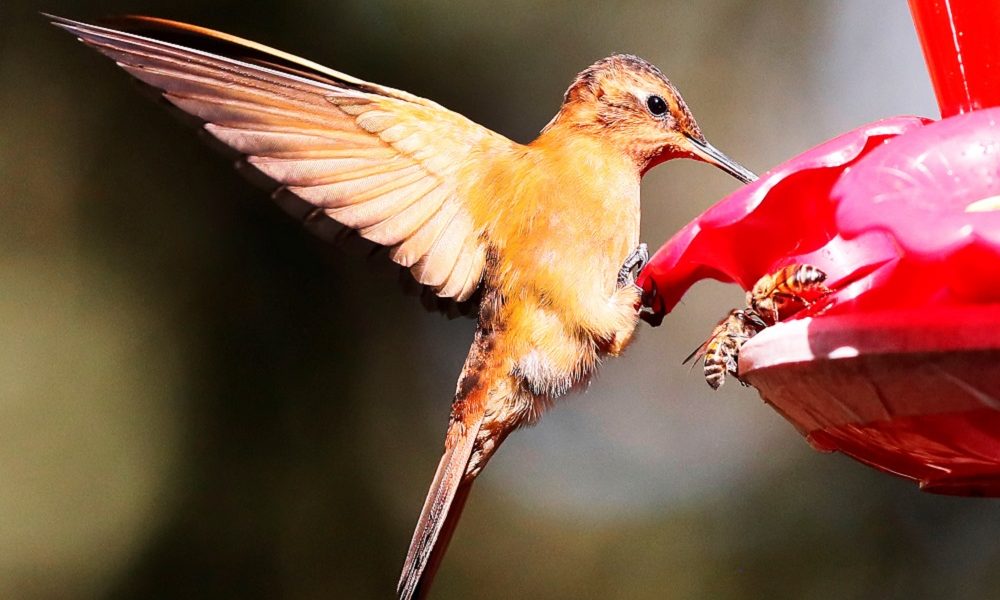 Monserrate, un rincón de Bogotá donde los colibríes trinan más fuerte