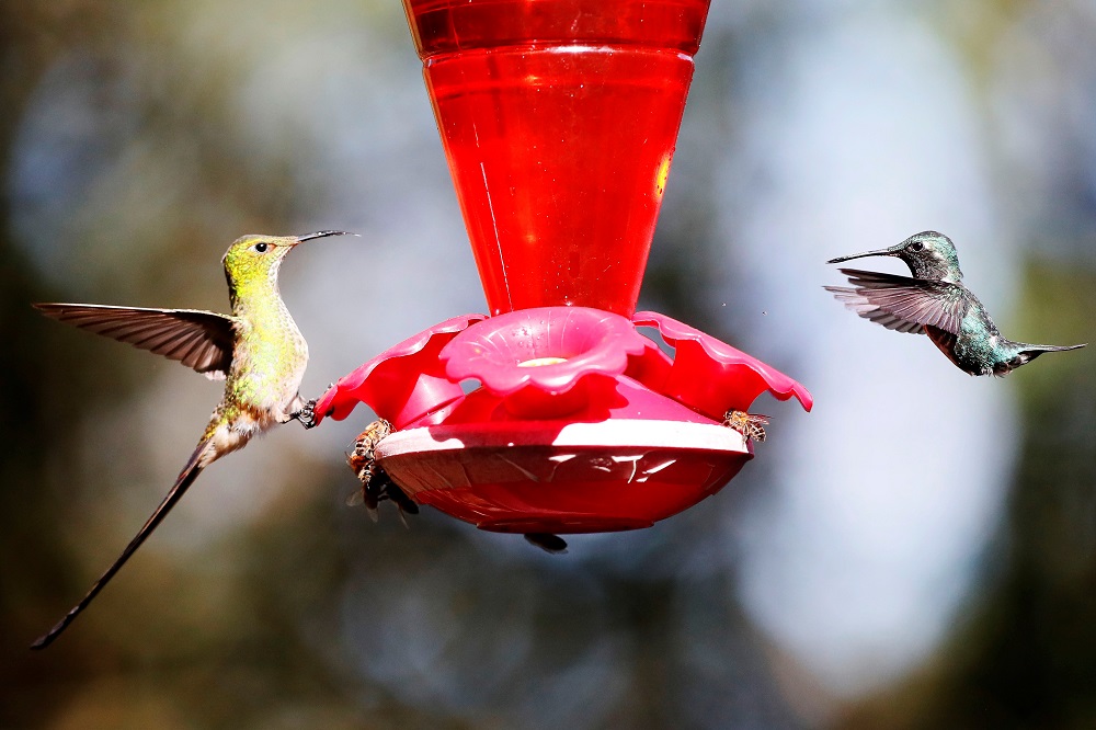Monserrate, un rincón de Bogotá donde los colibríes trinan más fuerte 3 colibries en cerro monserrate 3