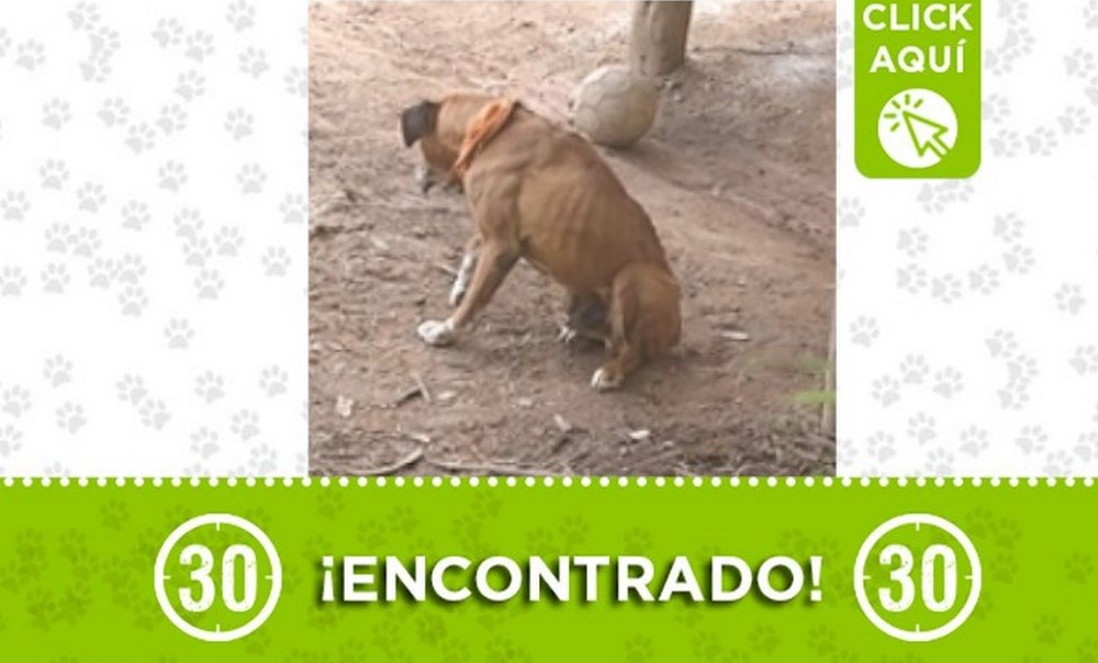 Este perrito fue encontrado en El Peñol 1 encontrado el penol