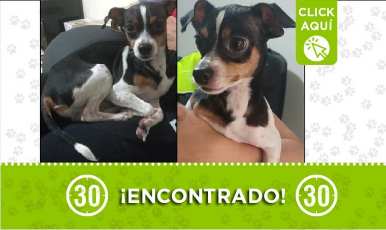 Perrito encontrado
