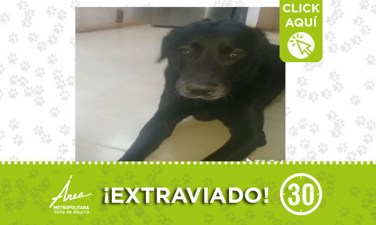 Buscan a "Bruno", se extravió en Acevedo
